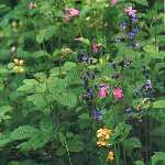 spring flowers 